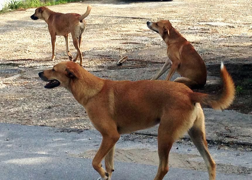 Dogs, dogs, dogs